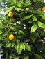 Preview: MANDARIN ORANGE TREE 40004N